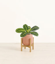 Load image into Gallery viewer, Calm Rose stand:bamboo
