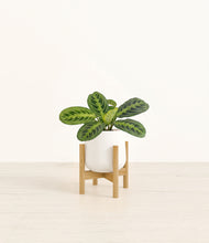 Load image into Gallery viewer, White stand:bamboo
