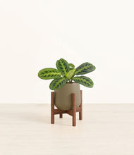 Load image into Gallery viewer, Olive stand:walnut
