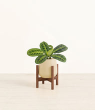 Load image into Gallery viewer, Almond Green stand:walnut
