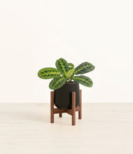 Load image into Gallery viewer, Black stand:walnut

