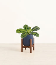 Load image into Gallery viewer, Deep Navy stand:walnut
