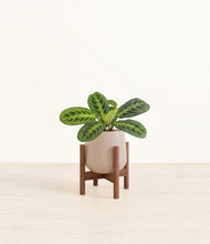 Load image into Gallery viewer, Eternal Gray stand:walnut
