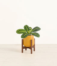 Load image into Gallery viewer, Mustard stand:walnut
