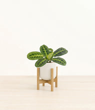 Load image into Gallery viewer, Cotton White stand:bamboo
