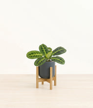 Load image into Gallery viewer, Iron Gray stand:bamboo
