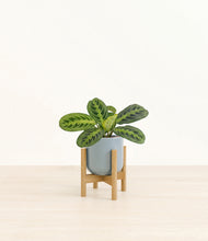 Load image into Gallery viewer, Misty Blue stand:bamboo
