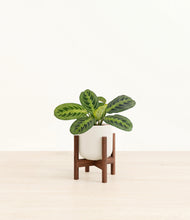 Load image into Gallery viewer, Cotton White stand:walnut
