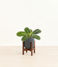 Load image into Gallery viewer, Iron Gray stand:walnut

