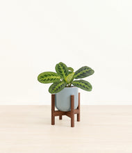 Load image into Gallery viewer, Misty Blue stand:walnut
