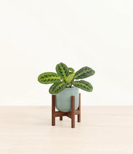 Load image into Gallery viewer, Reactive Aqua stand:walnut
