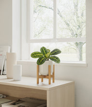Load image into Gallery viewer, Cotton White stand:walnut
