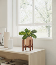 Load image into Gallery viewer, Glossy Pink stand:walnut
