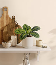 Load image into Gallery viewer, Natural Bamboo
