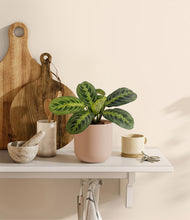 Load image into Gallery viewer, Sandy Pink

