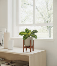 Load image into Gallery viewer, Sage Green stand:walnut
