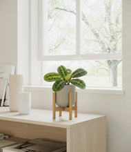 Load image into Gallery viewer, Sage Green stand:bamboo
