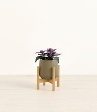 Load image into Gallery viewer, Olive stand:bamboo
