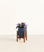 Load image into Gallery viewer, Deep Navy stand:walnut
