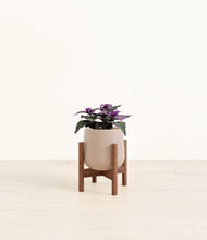 Load image into Gallery viewer, Eternal Gray stand:walnut
