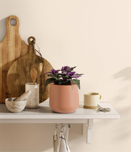 Load image into Gallery viewer, Calm Rose
