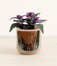 Load image into Gallery viewer, Glossy Pink stand:all
