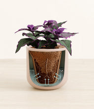 Load image into Gallery viewer, Sandy Pink stand:all
