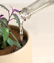 Load image into Gallery viewer, Almond Green stand:all
