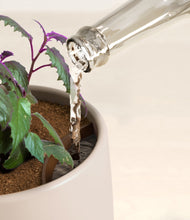 Load image into Gallery viewer, Eternal Gray stand:all
