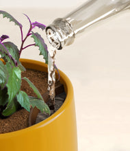 Load image into Gallery viewer, Mustard stand:all
