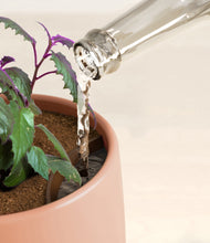 Load image into Gallery viewer, Calm Rose stand:all
