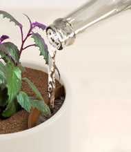 Load image into Gallery viewer, Cotton White stand:all
