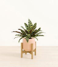 Load image into Gallery viewer, Gentle Pink stand:bamboo
