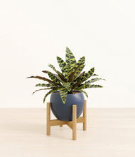 Load image into Gallery viewer, Deep Navy stand:bamboo
