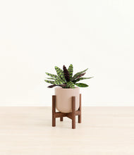 Load image into Gallery viewer, Sandy Pink stand:walnut
