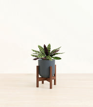 Load image into Gallery viewer, Iron Gray stand:walnut
