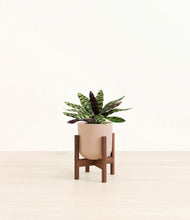 Load image into Gallery viewer, Sandy Pink stand:walnut
