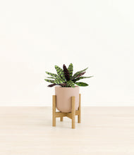 Load image into Gallery viewer, Sandy Pink stand:bamboo
