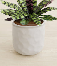 Load image into Gallery viewer, Hammered Ivory stand:all
