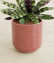 Load image into Gallery viewer, Hammered Rose Pink stand:all
