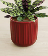 Load image into Gallery viewer, Striped Cherry Red stand:all
