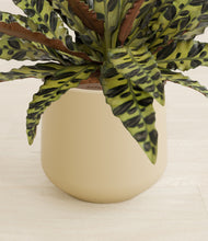 Load image into Gallery viewer, Almond Green stand:all
