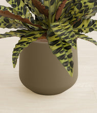 Load image into Gallery viewer, Olive stand:all
