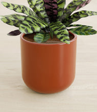 Load image into Gallery viewer, Earth Red stand:all
