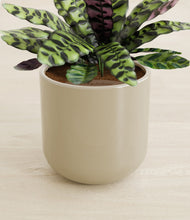 Load image into Gallery viewer, Sage Green stand:all
