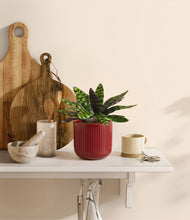 Load image into Gallery viewer, Striped Cherry Red
