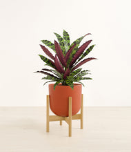 Load image into Gallery viewer, Earth Red stand:bamboo
