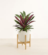Load image into Gallery viewer, Natural Bamboo stand:bamboo
