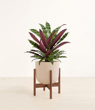 Load image into Gallery viewer, Sandy Pink stand:walnut
