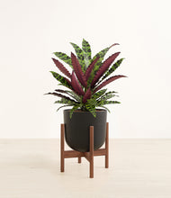 Load image into Gallery viewer, Stone Black stand:walnut
